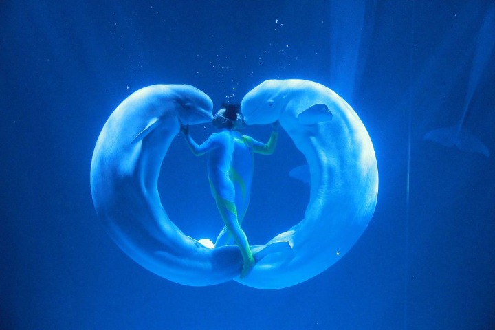 World’s first ‘Four whales show’ comes to Harbin Polar Park