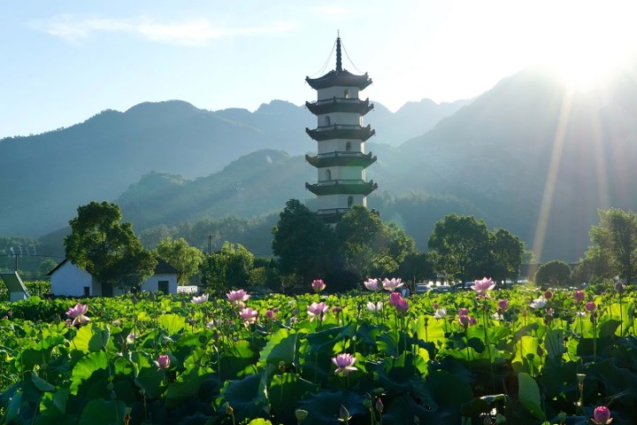 ​Appreciate lotuses in midsummer in Jinhua
