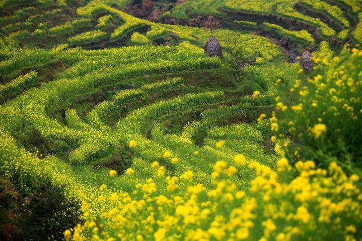 Spring delight: 9 recommended destinations to see blossom in China