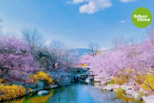 Breathtaking forest parks in China