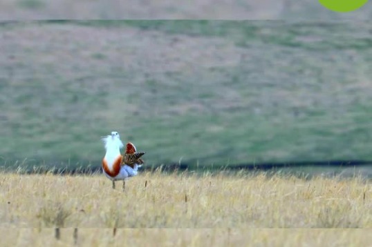 Endangered grassland birds start courtship