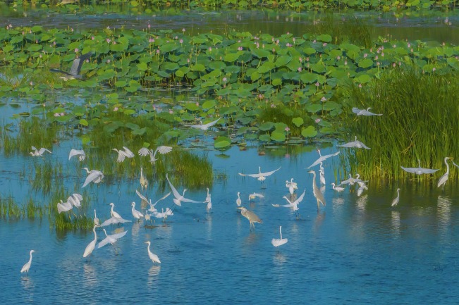 Jiangsu's Hongze Lake Wetland National Nature Reserve