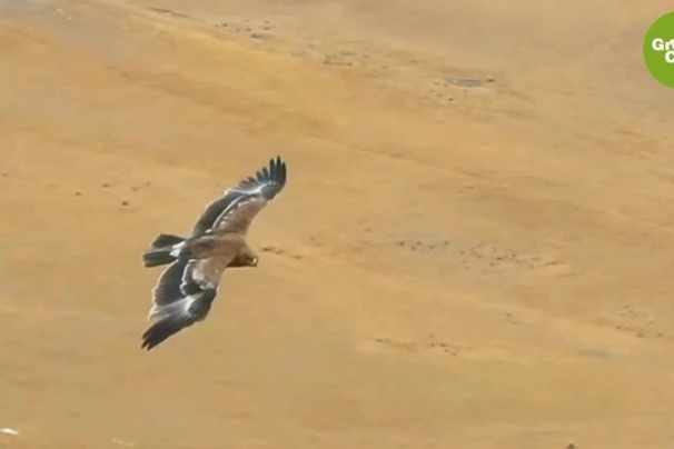 Tawny eagles cleave vast sky