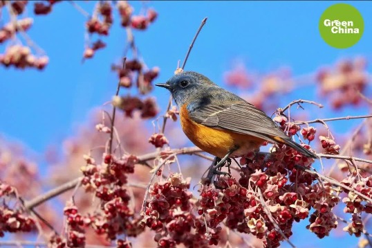 Listen to the sound of spring