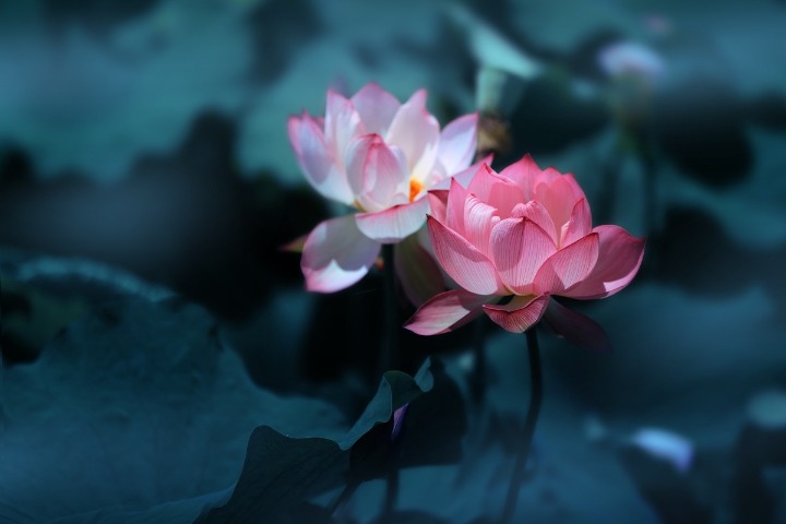 Tourists meet lotus blossoms at national exhibition