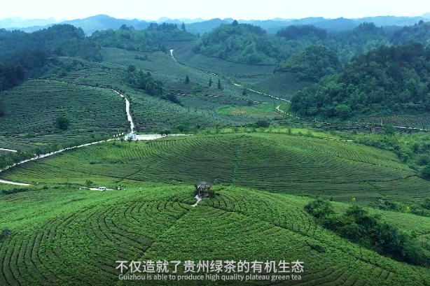 Guizhou green tea promoted abroad