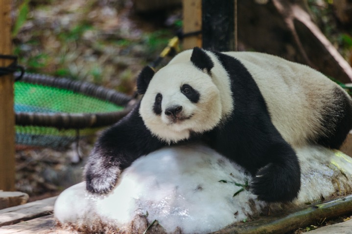 Animals cool off in summer heat