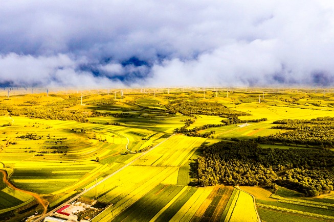 Rapeseed flowers create a golden sea in Shanxi