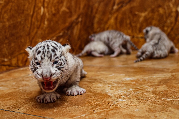 Four tiger cubs greet the world in Rongcheng, Shandong