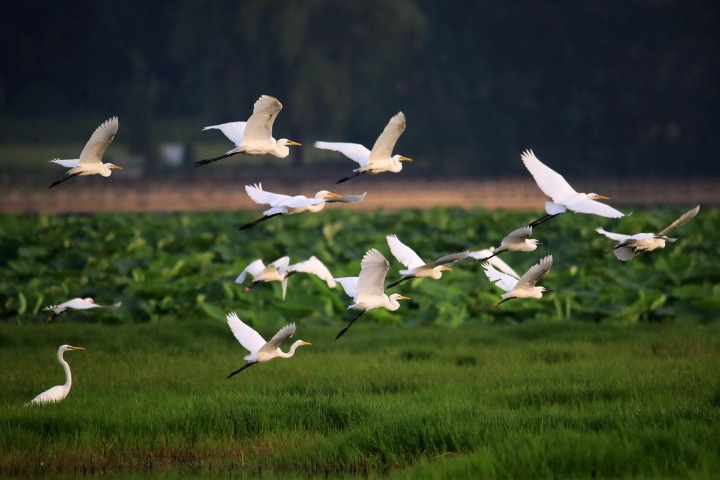 Egrets make splash in Shanxi wetlands
