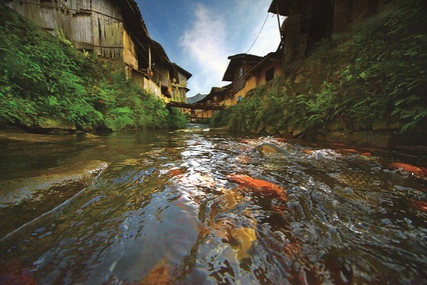 Village in Fujian lives harmoniously with carp