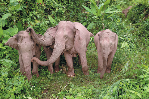 Yunnan courts help resolve elephant disputes