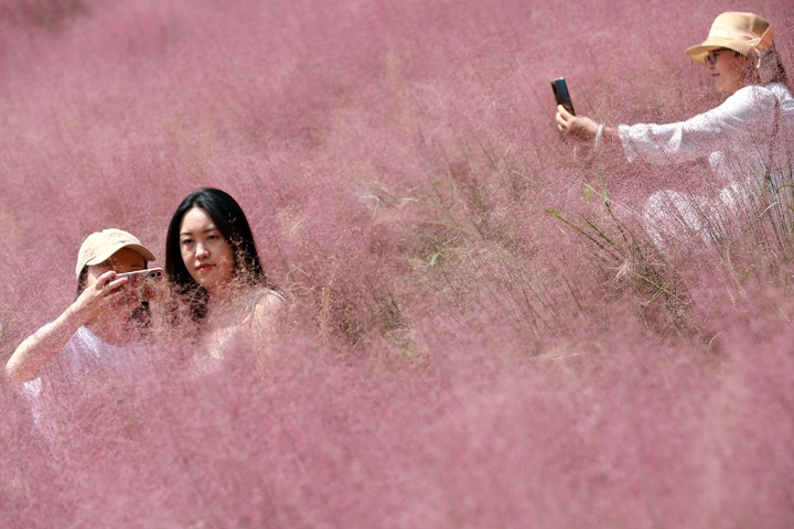 Pink muhly grass draws hordes of tourists to Yunnan
