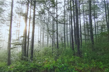 Forest carbon sink brings prosperity to Inner Mongolia farm