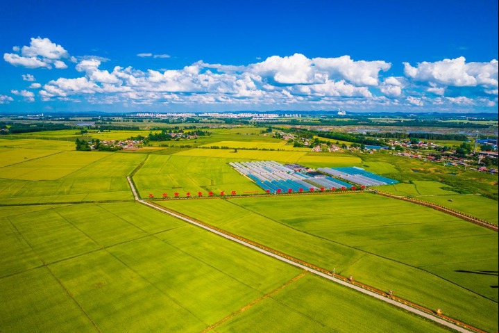 Jilin rice farmers ready for harvest