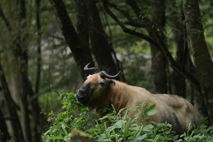 Encounter with precious wild animals in Tangjiahe