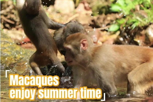 Macaques enjoy summer time