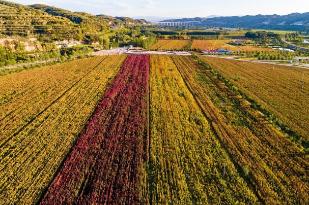 Nutritious quinoa harvested in Shanxi