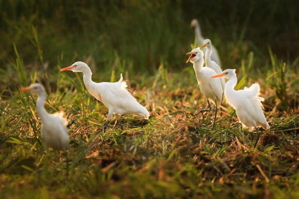 Egrets come to play in Zhangzhou