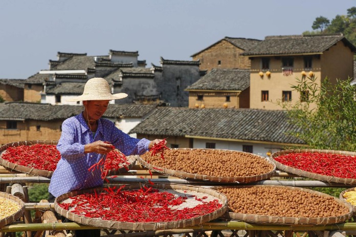 Harvest views attract visitors to Huangshan