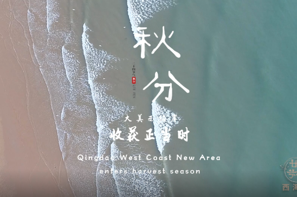 Qingdao West Coast New Area enters harvest season