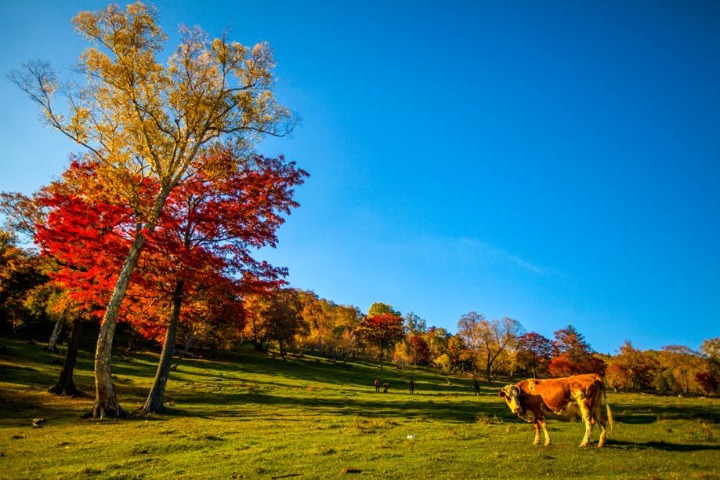 In Jilin province, autumn scenery dazzles