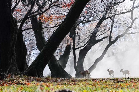 In Jilin province, beautiful rime arrives