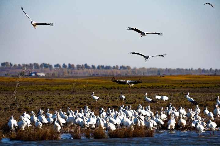 Rare storks arrive at reserve in Jilin province
