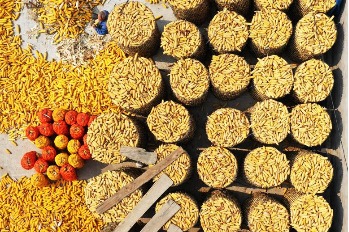 In Shanxi, farmers expect abundant harvest