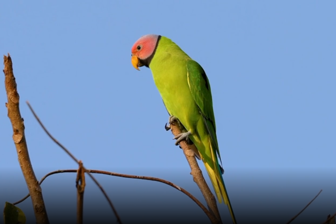 Rare parakeets seen in Yunnan