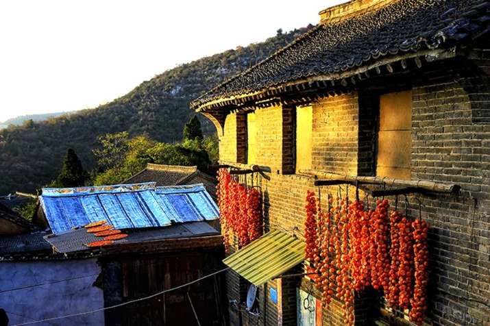 Persimmons sweeten Shanxi in golden autumn