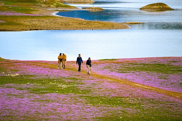 Pink polygonum hydropiper flowers in full bloom in Zhejiang