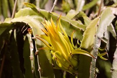 Modern tech helps increase dragon fruit's yield in Guigang