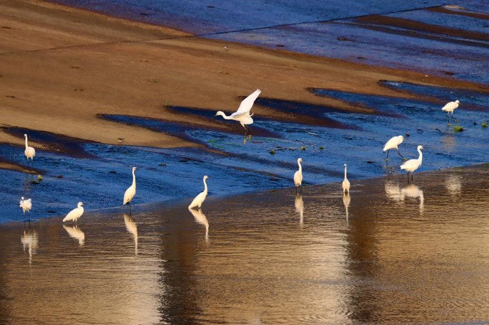 Wild egrets attract  observers in Guangzhou