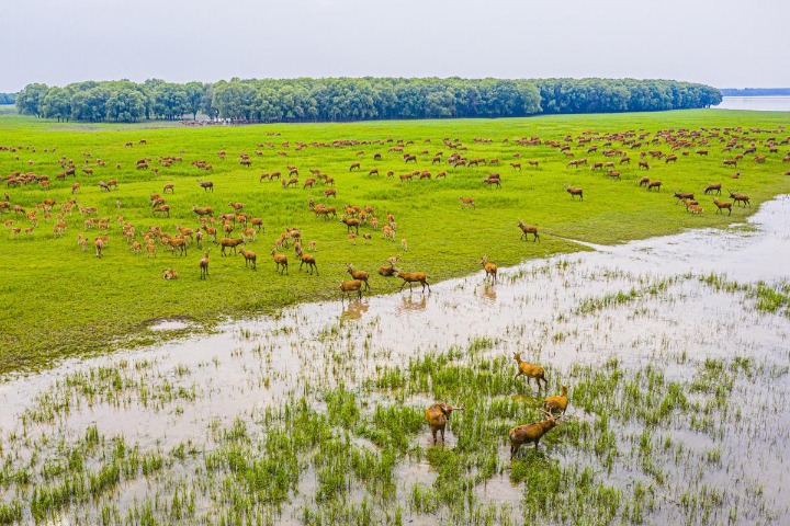 Milu frolic at Hubei nature reserve