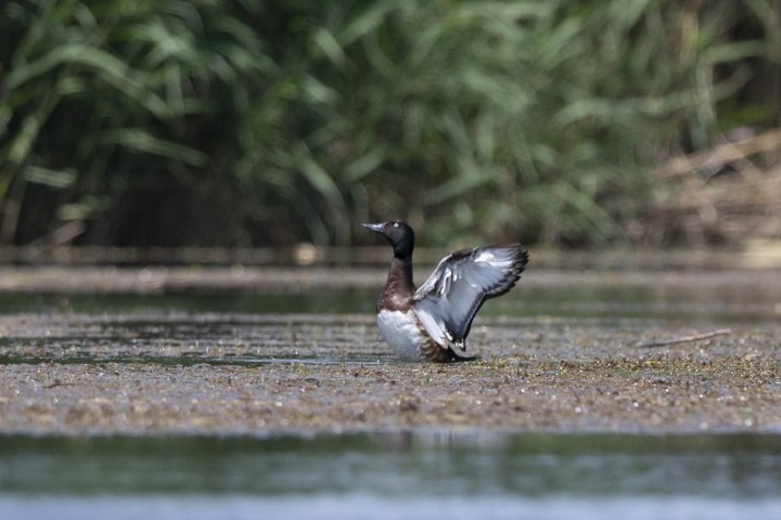 Diving ducks take to better waters
