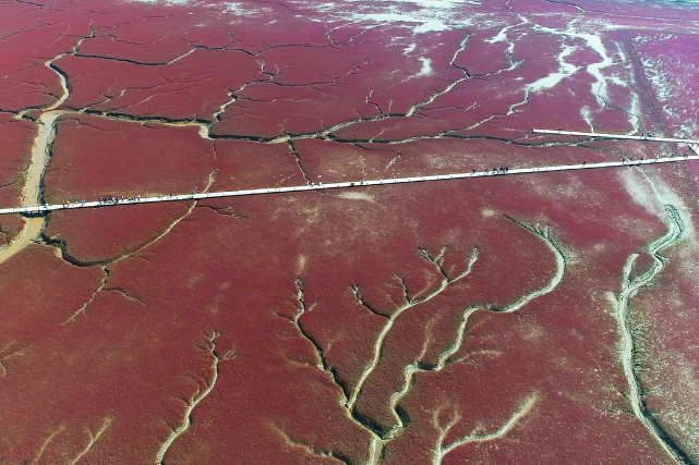 Restoring wetland ecology in oil-producing city