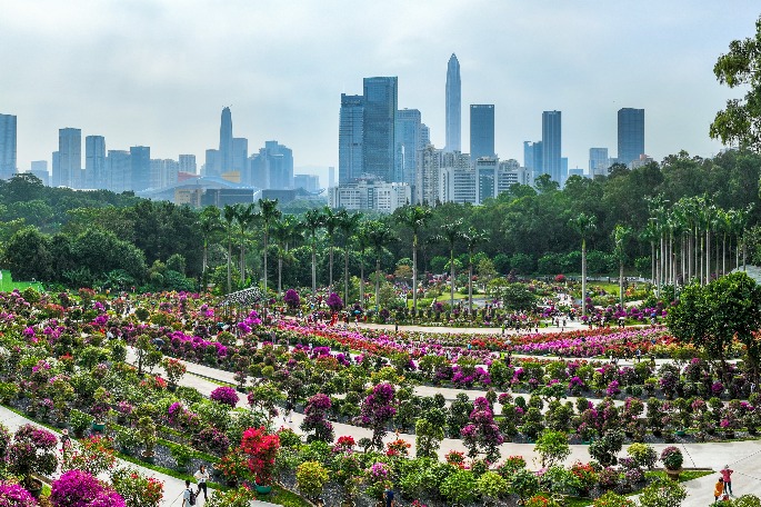 2022 Shenzhen Bougainvillea Show kicks off