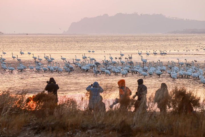 Whooper swans swoop into nature reserve