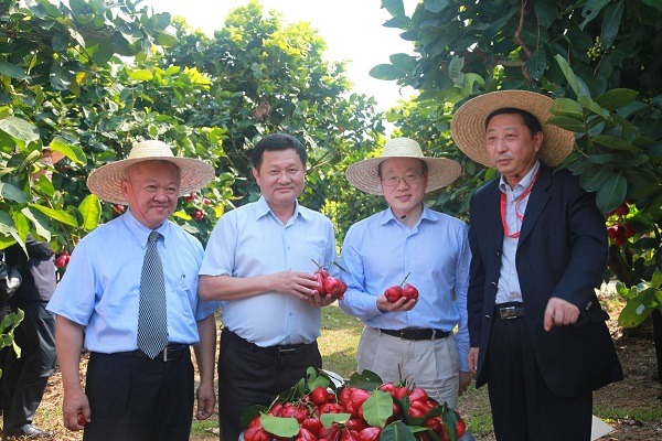Wax apple king from Taiwan perfects his industry
