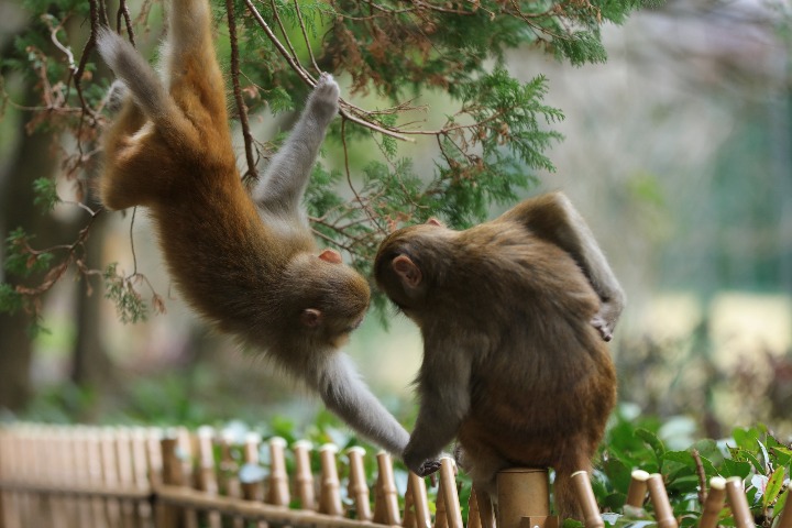 Macaques seek a bit of warmth in winter sun