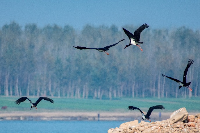 Endangered storks appear along Yangtze River