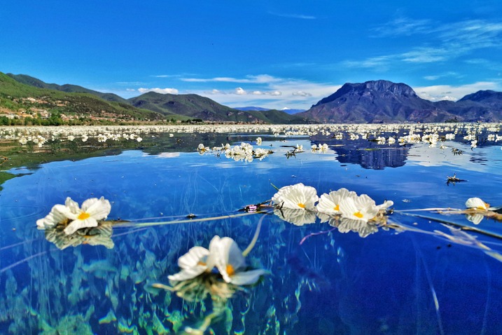 Ottelia acuminata flowers bloom on blue waters of Erhai Lake