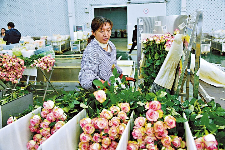 Yunnan makes China rose industry bloom