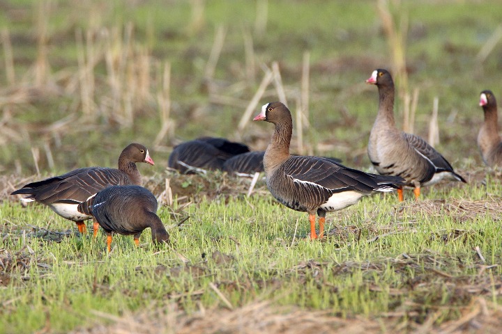 Bird-watchers converge on Hunan's Dongting Lake