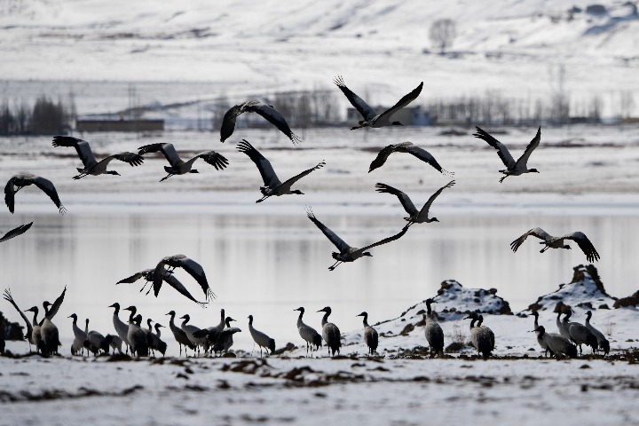 Protected cranes find refuge in Tibet