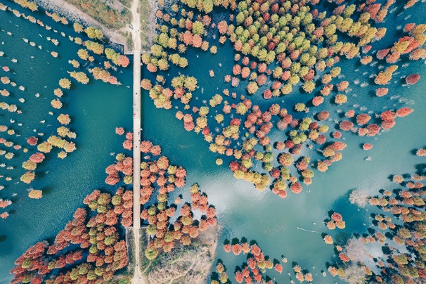 Dawn redwood forests as lovely as an oil painting