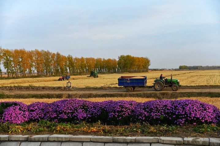 Heilongjiang sees bountiful harvest