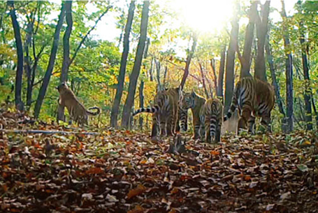 Northeast China Tiger and Leopard National Park, Heilongjiang and Jilin provinces