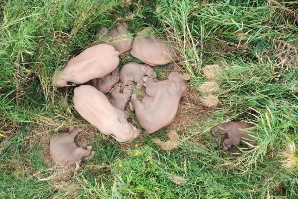 Baby elephants nap with their mothers